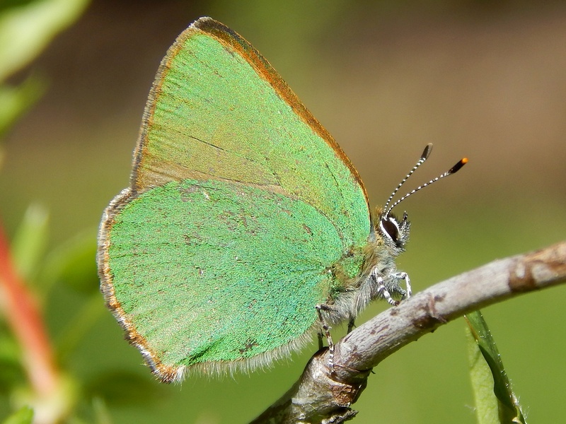 Callophrys rubi...la Primavera